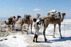 Ostafrika, Äthiopien - Djibouti: Expedition durch die Wüste Danakil - Kamele in der Salzwüste