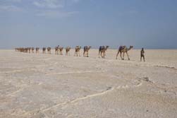 Ostafrika, Äthiopien - Djibouti: Expedition durch die Wüste Danakil - Kamele werden durch die Salzwüste geführt